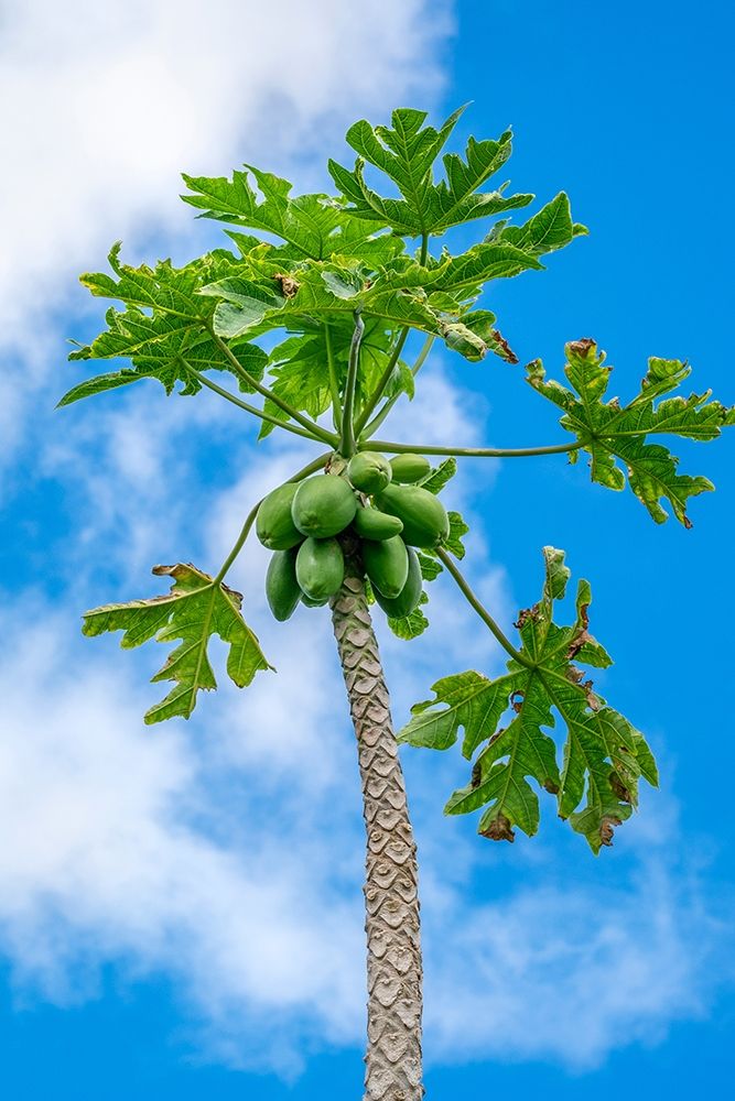 Papaya tree
